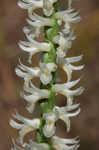 Great Plains lady's tresses